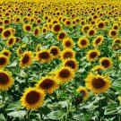 Mammoth Grey Stripe Sunflower Seeds Helianthus Annuus Non-Gmo 25 Seeds Garden Seeds