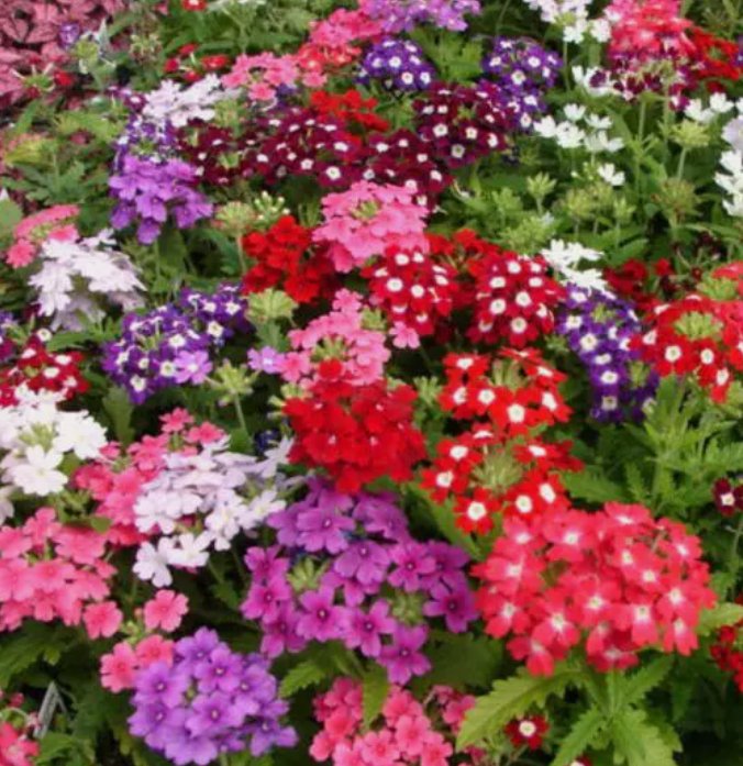 Verbena Compacta Mix Dwarf Groundcover Tender Perennial Bees Non-Gmo 200 Seeds Seeds Garden Seeds