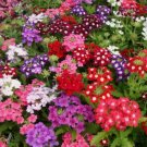 Verbena Compacta Mix Dwarf Groundcover Tender Perennial Bees Non-Gmo 200 Seeds Seeds Garden Seeds