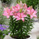 200 Lily Seeds Fast Grow