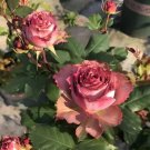 300 seeds Sawtooth Pink Rose Seedlings Seeds Fast Grow