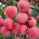 26 Dwarf Honeycrisp Apple Tree Fast Grow