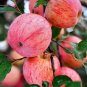 26 Dwarf Honeycrisp Apple Tree Fast Grow