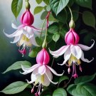 100 Purple Lantern Flower Seeds Fast Grow