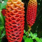 300 Seeds Bee Hive Ginger Flower Fast Grow
