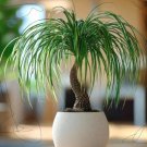 300 Bonsai Horsetail Palm Seeds Fast Grow