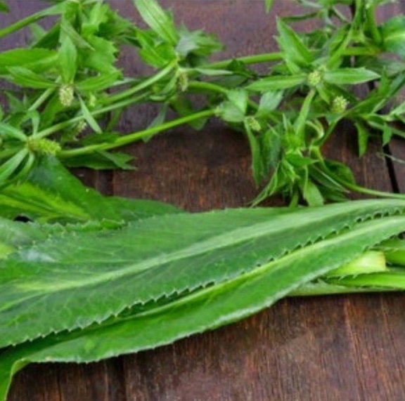 200 Random Quantity Jagged Cilantro Herbal Seeds Fast Grow