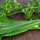 200 Random Quantity Jagged Cilantro Herbal Seeds Fast Grow