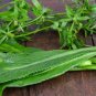 200 Random Quantity Jagged Cilantro Herbal Seeds Fast Grow