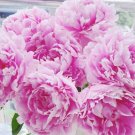 100 Peony Seeds Fast Grow