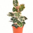 200 Seeds Houseplants Fast Grow