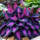100 Black And Purple Hosta Seeds Fast Grow