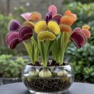 100 Venus Flytrap Seeds Fast Grow
