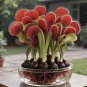 100 Venus Flytrap Seeds Fast Grow