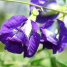 200 Clitoria Ternatea Var.Pleniflora Blue Double Butterfly  Fast Grow
