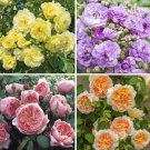 100 Rose Seeds Fast Grow