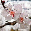20 Pieces Of Apricot Blossom Seeds Fast Grow