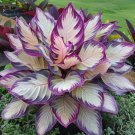 100 Caladium Hosta Seeds Fast Grow