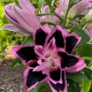 200 Black Pink Lily Seeds Fast Grow