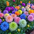 200 Bright Garden Mix Fast Grow
