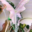 2 Seeds Blooms1707 Alocasia Jacklyn Nobilis Pink Fast Grow