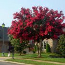 50 Red Silk Red Tree (Lagerstroemia Indica) Seeds Fast Grow