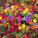 1000 Mixed Rainbow Colors Potted Large Flowers Fast Grow