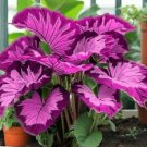 110 Seeds Elephant Ear Seeds Perennial Fast Grow