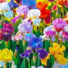 200 Mixed Colors Rare Heirloom Irises Seeds Fast Grow