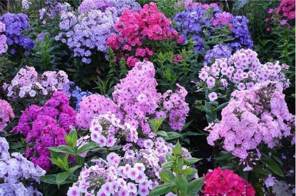 200 Hydrangea Flowers Fast Grow