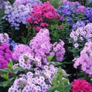 200 Hydrangea Flowers Fast Grow