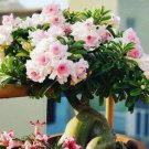 20 Fast-Growing Desert Rose Seeds Fast Grow