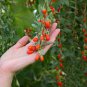 Organic Goji Berry Oil, Goji Berry Seed Oil, 100% Natural Goji Oil 50 ML