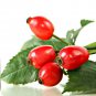 Organic Rosehip Oil/ Rosehip Seed Oil/ Organic Facial Oil