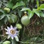 Maracuja Oil  Passion Fruit Oil pure 100% unrefined cold pressed Maracuja oil
