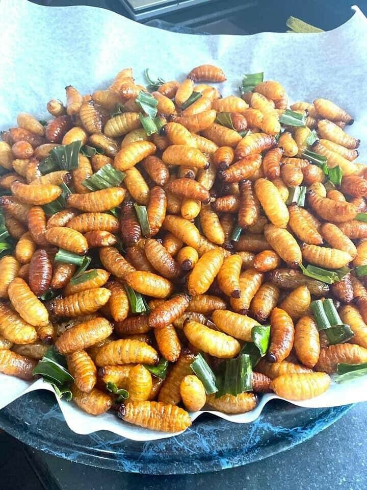 Sago Worms, Superfood, Exotic Food, Beetle insects Thailand 1KG