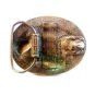 1988 Limited Edition 33rd Anniversary Edition Zebco Belt Buckle