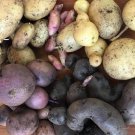 0.03 gr Seeds for True Potato Seeds or TPS, Solanum tuberosum, Tetraploid Mix (30pcs)