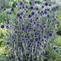 40 Seeds Globe Thistle Echinops Fresh Seed easy to grow #ABG1