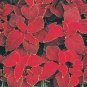 fresh flower seed Wizard Velvet Red Coleus seeds 40 Seeds #ABG1