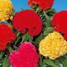 50 Flower Chief Mix Celosia Seeds Fresh #ABG1