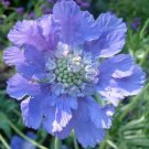 25 fresh flower seeds  House Hybrid Mix Scabiosa  #ABG1