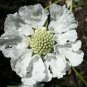 25 fresh flower seeds House Hybrid Mix Scabiosa #ABG1