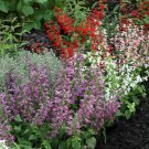 40  fresh Flower Seed Summer Jewel Mix Salvia Seeds  #ABG1