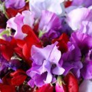 30 Seeds Sweet Pea Royal MixAnnual Fresh  Flower Seed #ABG1