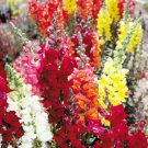 Rocket Mix Snapdragon Flower 40 Seeds Fresh Seed  #ABG1