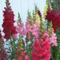 Rocket Mix Snapdragon Flower 40 Seeds Fresh Seed #ABG1