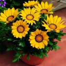 30 Seeds Fresh  Seed  Gazania Yellow Kiss  #ABG1
