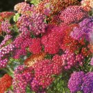 40 Seeds Fresh Flower Summer Berries Achillea #ABG1