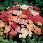 40 Seeds Fresh Flower Summer Berries Achillea #ABG1